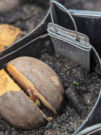 (November 30, 2023) Germination progress -- This is the first seed of the 150+ to have the top shoot emerge.