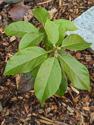 (December 3, 2023) Frost update -- Some minor leaf damage from two nights around 28°F.