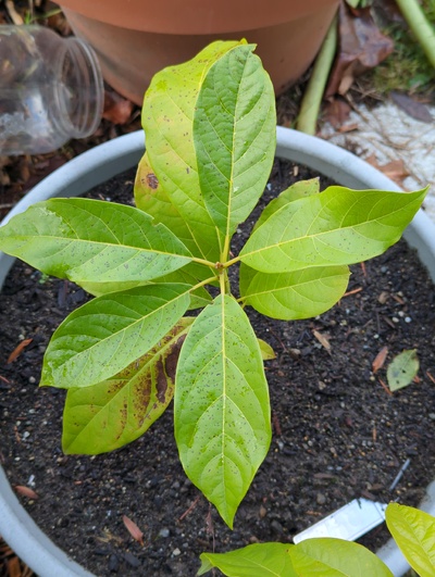 (December 8, 2023) Frost update -- Minor cellular damage on leaves from 28°F.