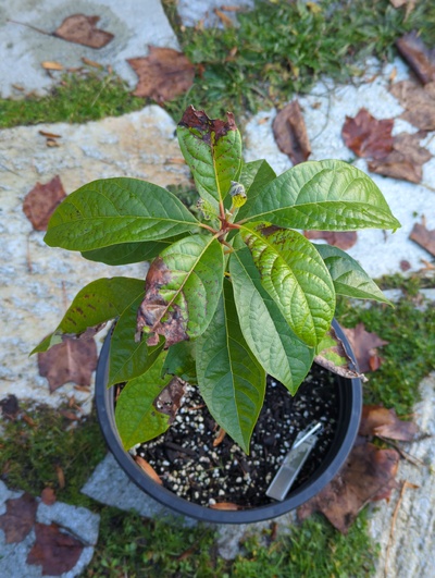 (December 8, 2023) Update -- Minor to moderate frost damage to new leaves from 28°F. Moderate chlorosis on old leaves.