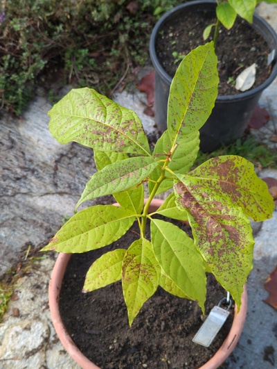 (December 8, 2023) Update -- Only minor to moderate leaf damage from 28°F. Slightly pale leaves 