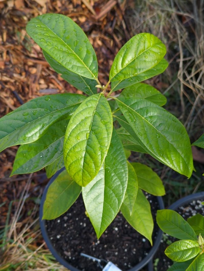 (December 8, 2023) Update -- Was in greenhouse for 28°F, but suffered no damage at 30°F previously.