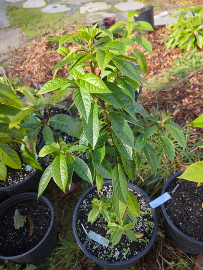 (December 8, 2023) Update -- Was in greenhouse for 28°F, but suffered no damage at 30°F previously.