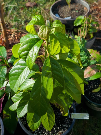 (December 8, 2023) Update -- Was in greenhouse for 28°F, but suffered no damage at 30°F previously.