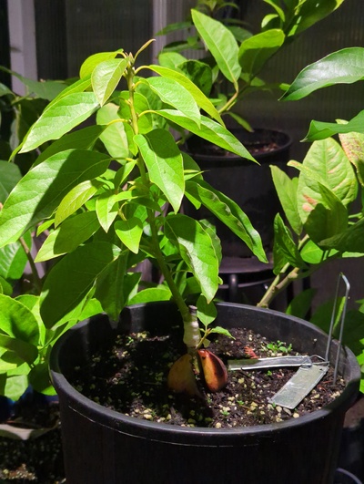 (December 11, 2023) Update -- Has mostly been in the greenhouse this fall to protect the first-year graft.