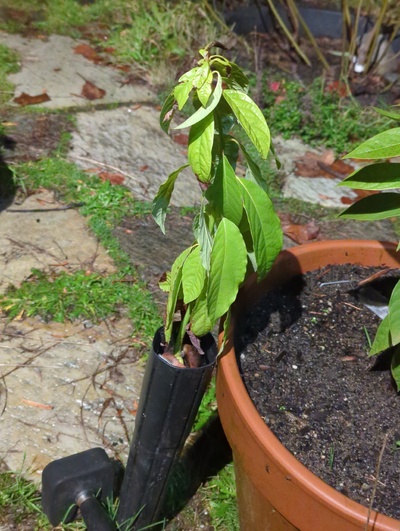 (December 11, 2023) Update -- This poor tree was misplaced in its starter pot behind a couple large pots some time early in summer, up until I found it today. Shows only slight damage from the two nights around 28°F, and will be one of the first in line for potting up once I have some pots.