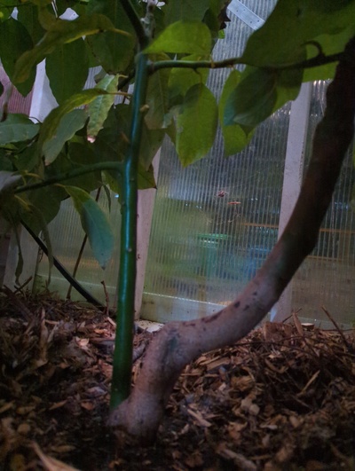 (December 28, 2023) Update -- Both the Jade and the Walter Hole grafts are starting to push flower buds. The rootstock branches are showing only vegetative buds.