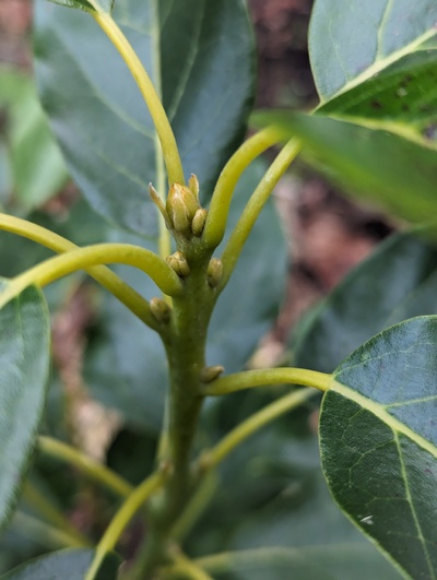 (December 30, 2023) Update -- Looks like the buds are already beginning to swell ahead of spring. Too early to say for sure, but could potentially be flower buds.