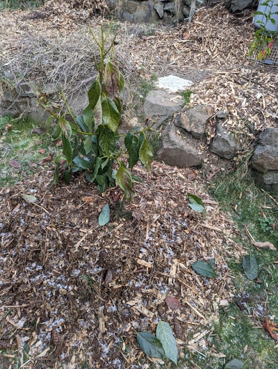 (January 13, 2024) Likely killed -- It's far too early to be sure, but this looks pretty much dead above the soil line. And there are more very cold temperatures to come. 