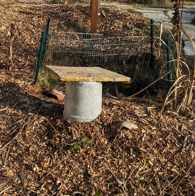 (January 15, 2024) Frost protection -- Covered with an unheated bucket for the current freeze.