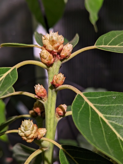 (January 28, 2024) Flowering update -- Looks like this will be the first variety to flower in the greenhouse this year, though Jade (on same roots) is a close second.