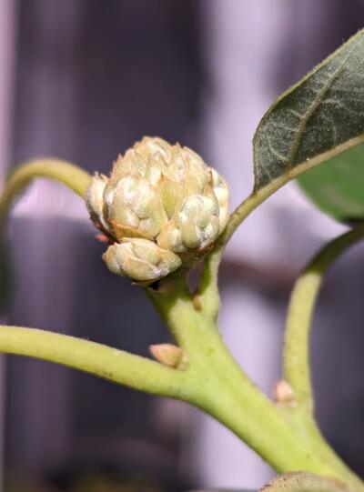 (January 28, 2024) Flowering update -- The main greenhouse graft of this variety failed to flower either of the last two springs since it was grafted, but looks loaded with dense flower buds now, and will likely start blooming earlier than Duke.