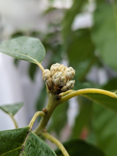 (February 5, 2024) Flowering update -- The flowers are just beginning to expand, looks like it might be on track to open first flowers around the same time as Duke.