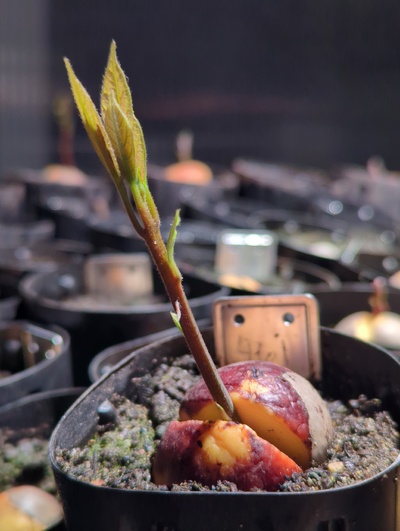 (February 8, 2024) Photo -- Among the fastest growing seedlings this year, despite pretty cool temperatures still at this point.