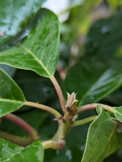 (February 10, 2024) Bud stage -- Starting bud swell, no sign of flowers (none were expected, but you never know).