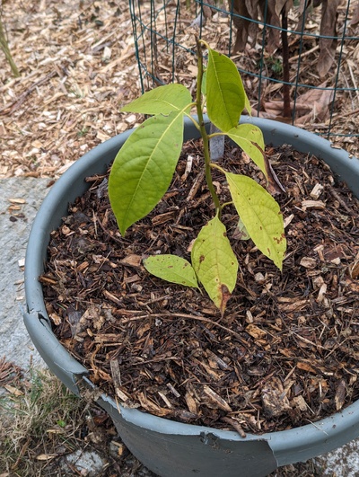 (February 19, 2024) Update -- Definitely the least damaged of all the trees that were outside without a heat source, and the only one with living leaves.