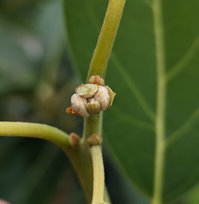 (March 2, 2024) Update -- Definitely a few flower buds. I like that the flower buds have a slightly pink tinge. That should help to identify whether it is the same as Wilma, as I'm starting to suspect.