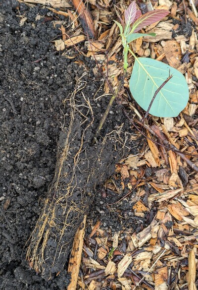 (March 3, 2024) Planted out -- Forgot to post the update when this was planted out yesterday 