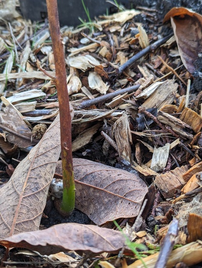 (March 4, 2024) Update  -- Does look like at least one living bud above ground.