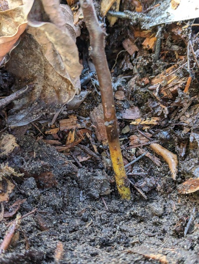 (March 4, 2024) Update -- After being planted on Death Row in the fall, looking sad but not quite fully dead.