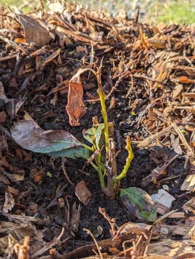 (March 4, 2024) Update -- Only protection during the January freeze was having the wood chips piled up over it, but the seems to have done the trick 