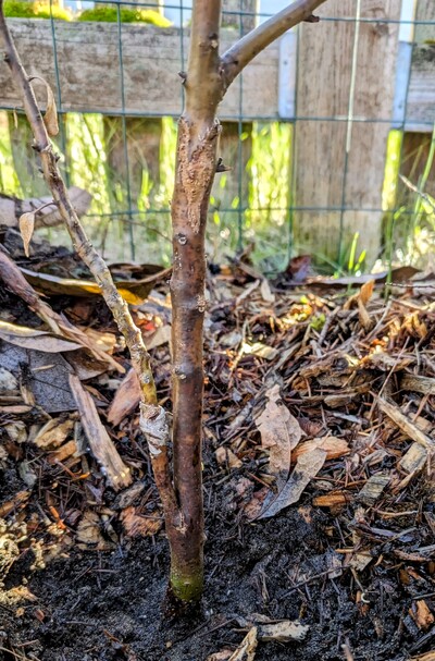 (March 4, 2024) Update -- Pretty clearly dead below both grafts, but still green around the soil line. The Opal graft in particular looks like it may have been hardy enough to survive otherwise.