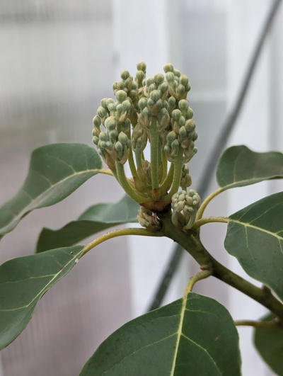 (March 9, 2024) Flowering update -- Still no open flowers! But getting closer.