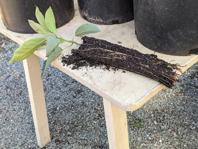 (March 16, 2024) Update -- Finally potted this one up today.