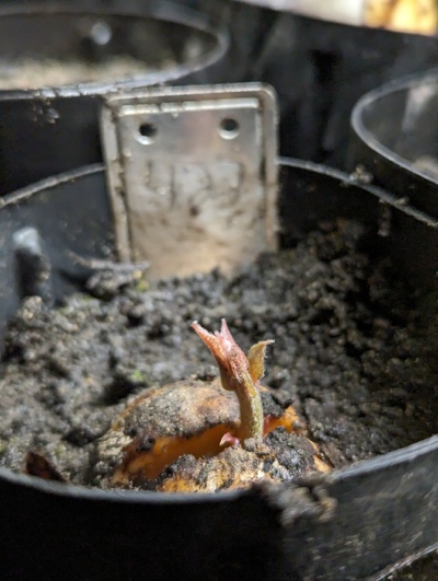 (March 18, 2024) Photo update -- Has finally sprouted.