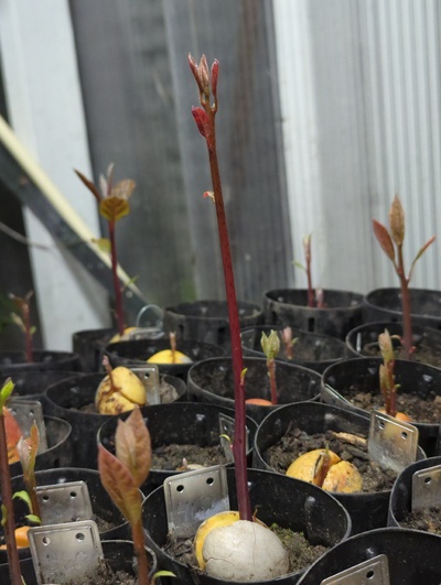 (March 19, 2024) Update -- Extremely stretchy and red-stemmed, but still seems vigorous and otherwise happy.