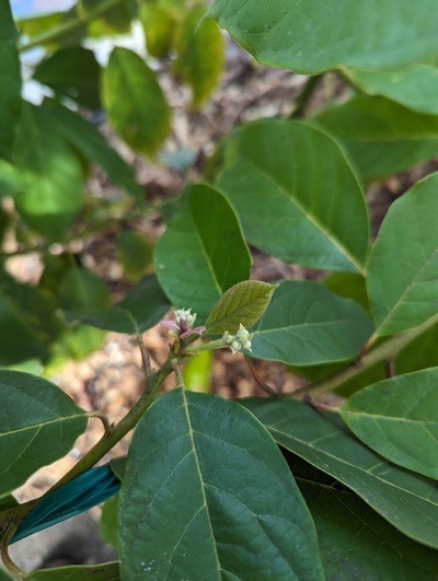 (March 24, 2024) Flowers! -- I take it back! We have flowers on one branch!
