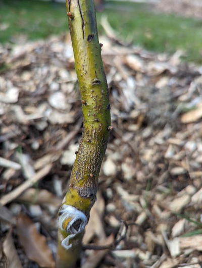 (March 27, 2024) Winter survivor! -- The outdoor Jade graft is beginning to bud out, so I'm going to officially call this one a winter survivor!