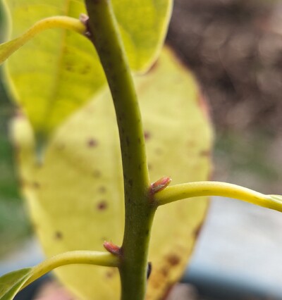 (March 27, 2024) Bud swell -- Starting to show bud swell!