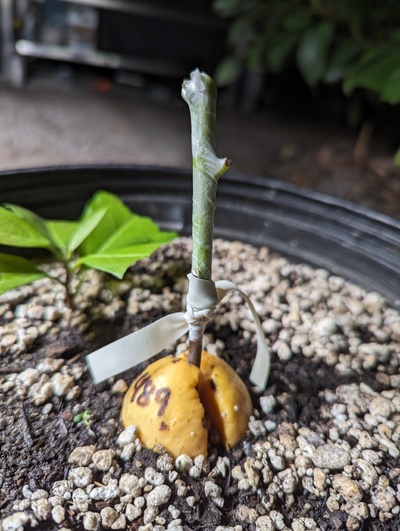 (March 28, 2024) Update -- Forgot to update when it went in soil a couple weeks ago. Just now was grafted with JBD1
