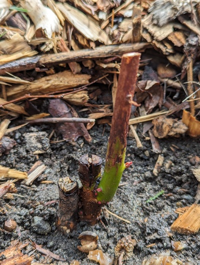 (April 13, 2024) Budding out -- A few buds swelling.