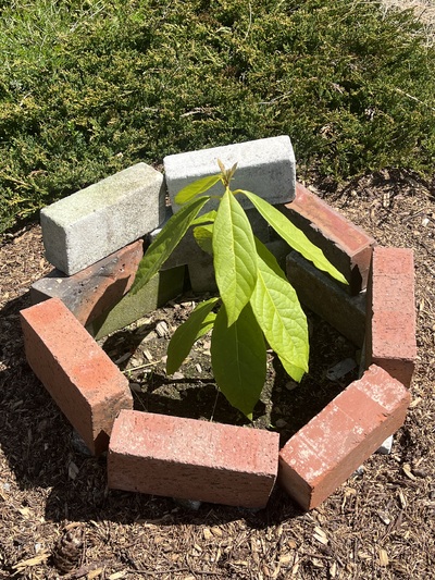 (April 14, 2024) A photo update. -- One month after planting in ground. 