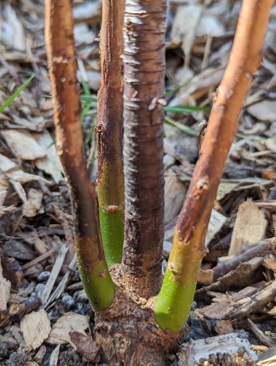 (April 20, 2024) Update -- Lots of new buds forming.