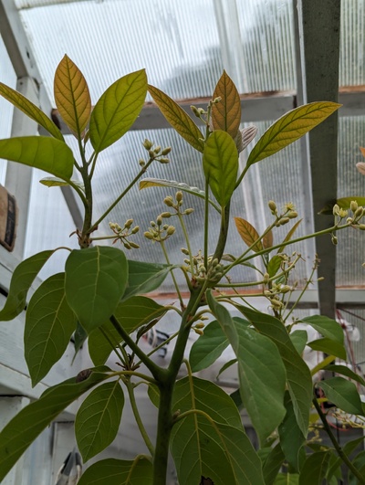 (April 24, 2024) Update -- Looks like I failed to post an update when the greenhouse graft first started flowering on March 27. It's about 75% finished now, with new vegetative growth going strong as well. (not pictured) The top of the tree was pruned at the 9' rafter height to encourage more lateral growth just below that height.