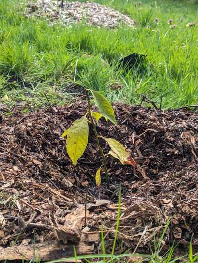 (April 26, 2024) Planted out -- I forgot to post an update when this went in the ground on 4/21.