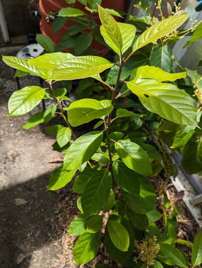 (April 29, 2024) Update -- Vegetative flush is very vigorous. (not pictured) The last few flowers have just finished up, and haven't fallen off yet, so still a tiny chance of fruit.