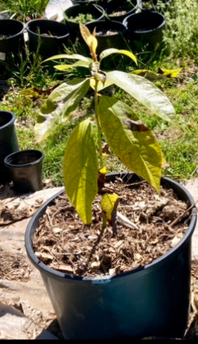 (April 30, 2024) Early Spring Report -- Has grown new leaves which survived a light frost. Older leaves are yellowish. Will add organic fertilizer after danger of frost has past.
