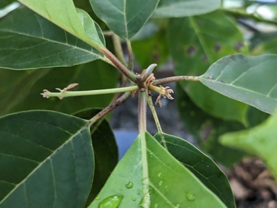 (May 2, 2024) Zero fruit -- There were only about eight total flowers, so it's no surprise that none of them set fruit.