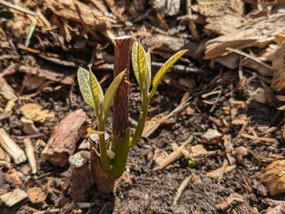 (May 15, 2024) Update -- Strong new flush after recent warm, sunny weather.