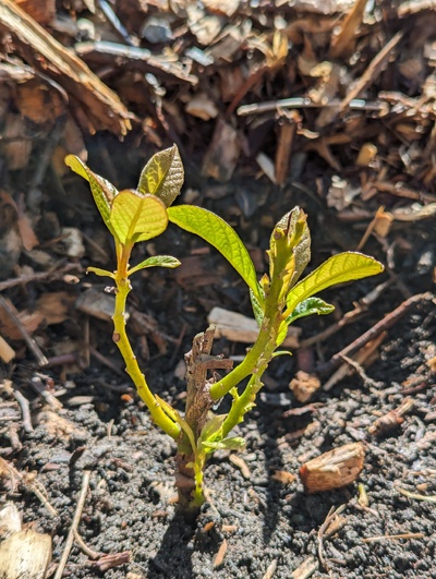 (May 16, 2024) Update -- Growing nicely this spring.