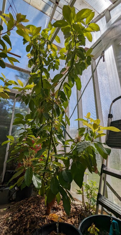 (May 23, 2024) Photo -- Jade on top, Walter Hole in the foreground, and the rootstock branches in the lower background.