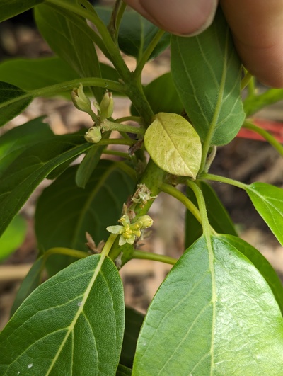 (May 23, 2024) Update -- The graft has almost finished flowering. A few haven't dropped yet, but it would be surprising if any fruit sets.