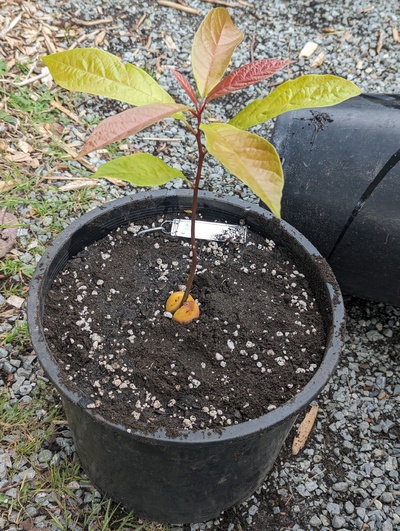 (May 26, 2024) Potted up today -- Roots had not yet filled the deepot, but held together ok.
