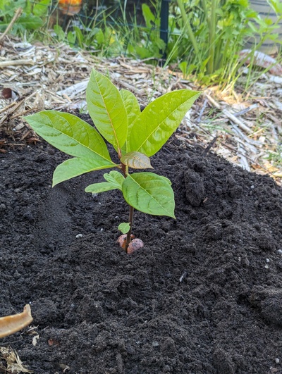 (June 8, 2024) Planted out  -- Just went in the ground.