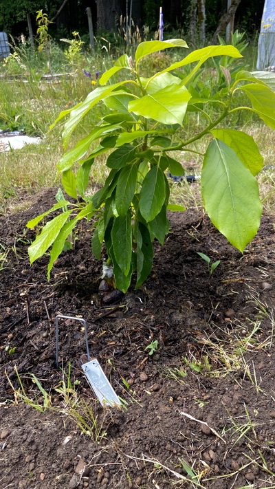 (June 24, 2024) Planted in ground -- Planted in sandy loam soil with a mulch of homegrown seasoned compost. Added oregano, lemon balm and comfrey as companion plants. Looks happy and healthy!