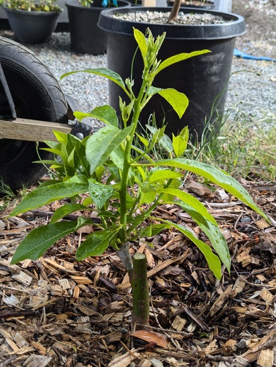 (June 29, 2024) Update -- This is the only Zutano seedling rootstock that's survived a winter so far. It was mounded with wood chips above both grafts, but only Puebla survived, and is regrowing well now.